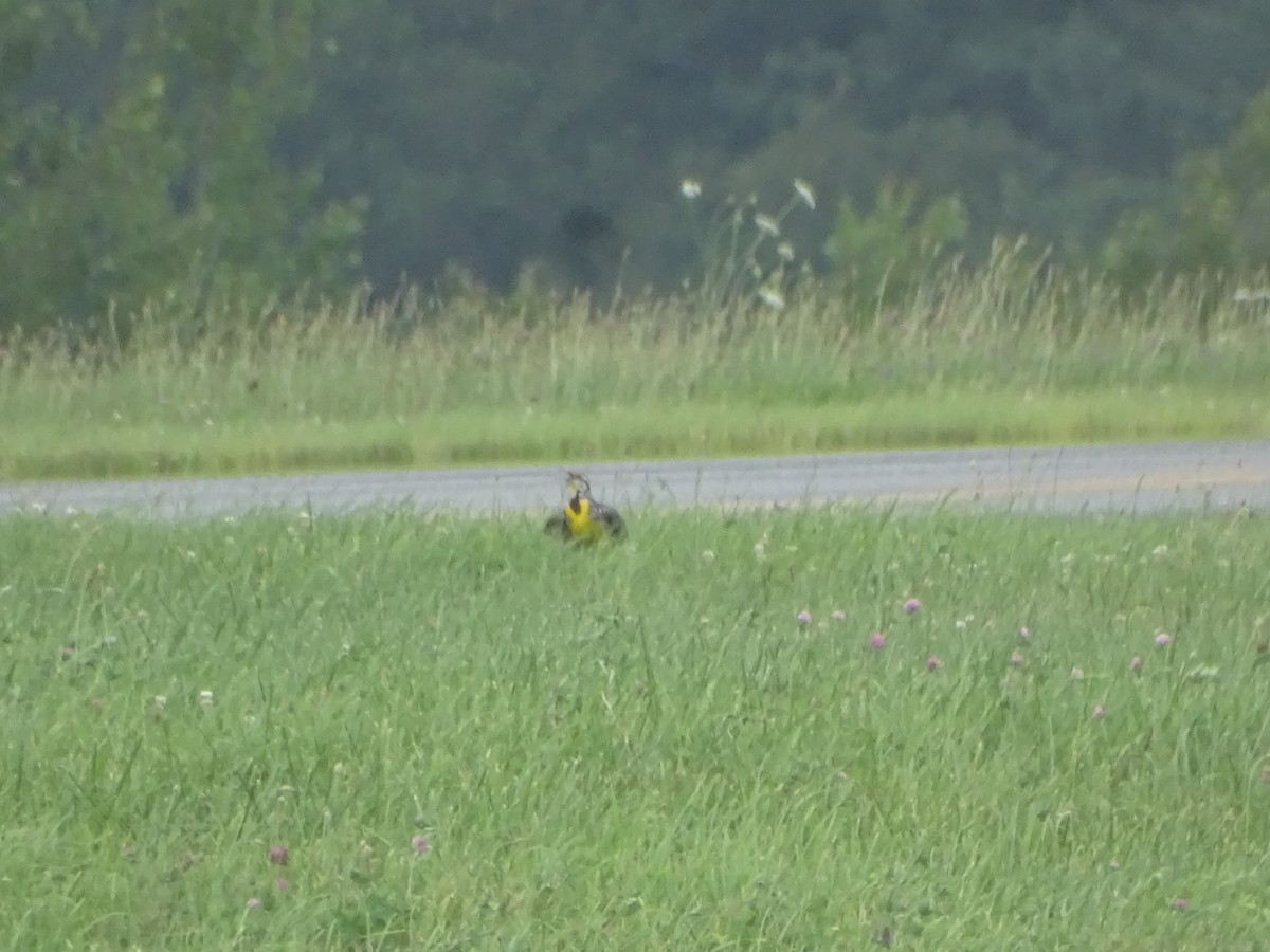 Eastern Meadowlark - ML639378217
