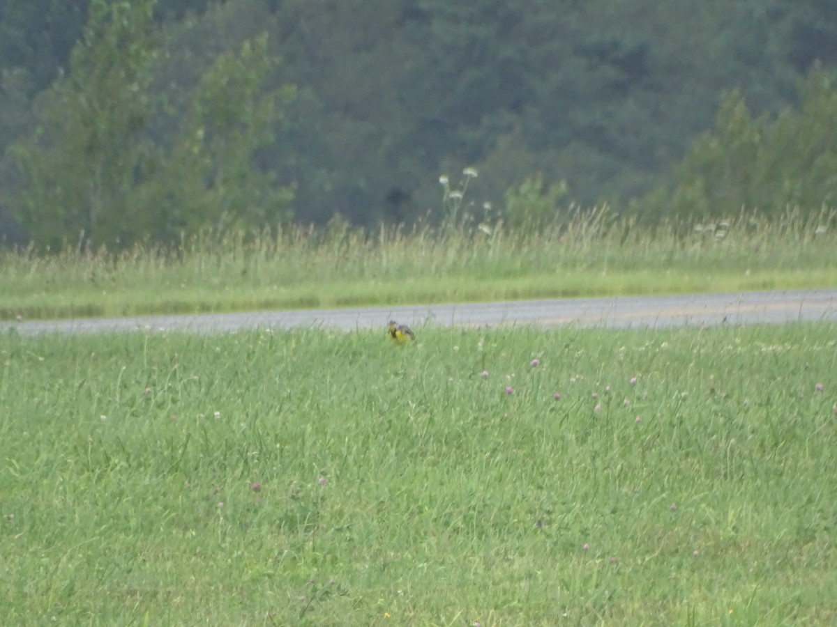 Eastern Meadowlark - ML639378219
