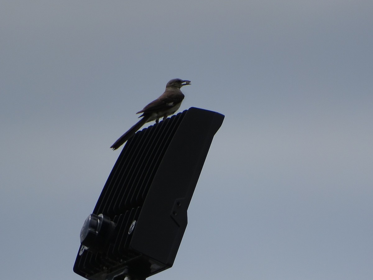 Northern Mockingbird - ML639378226