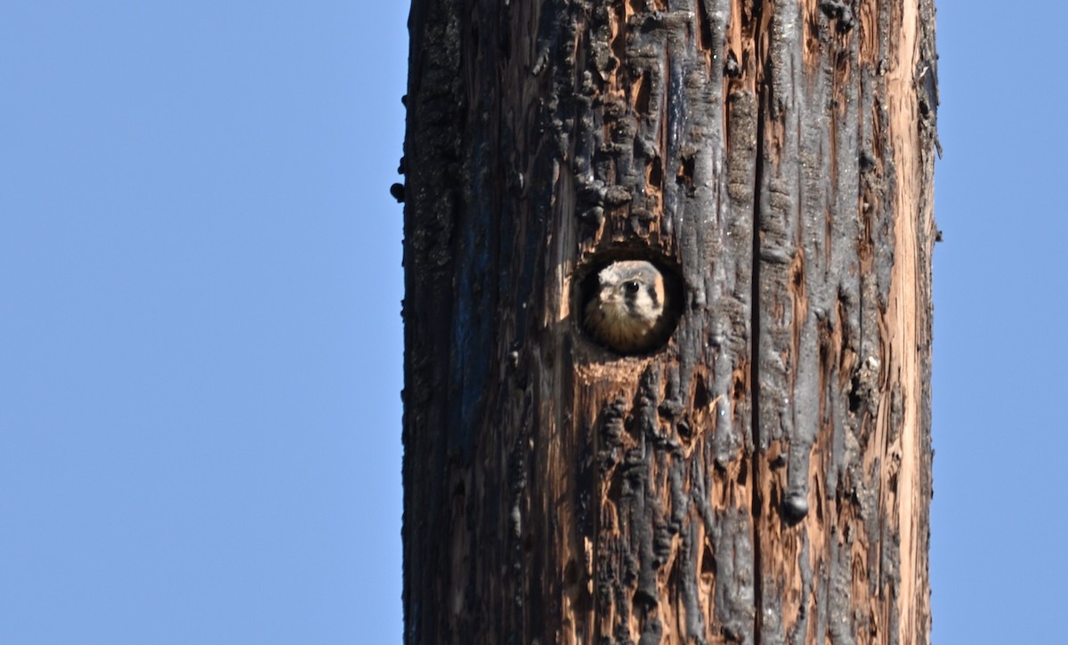 American Kestrel - ML639378340