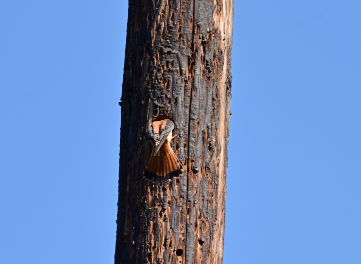 American Kestrel - ML639378341