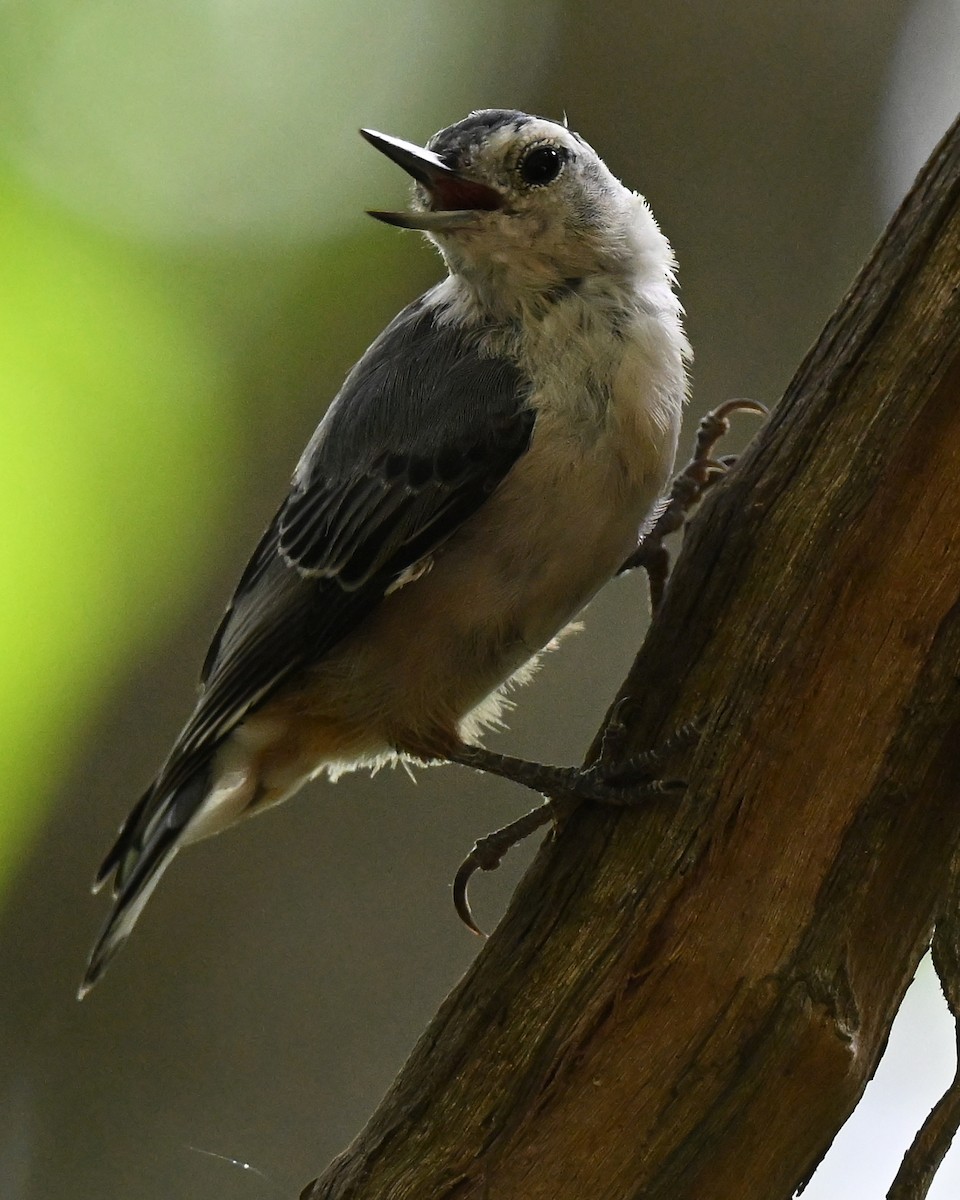 Weißbrustkleiber - ML639378473