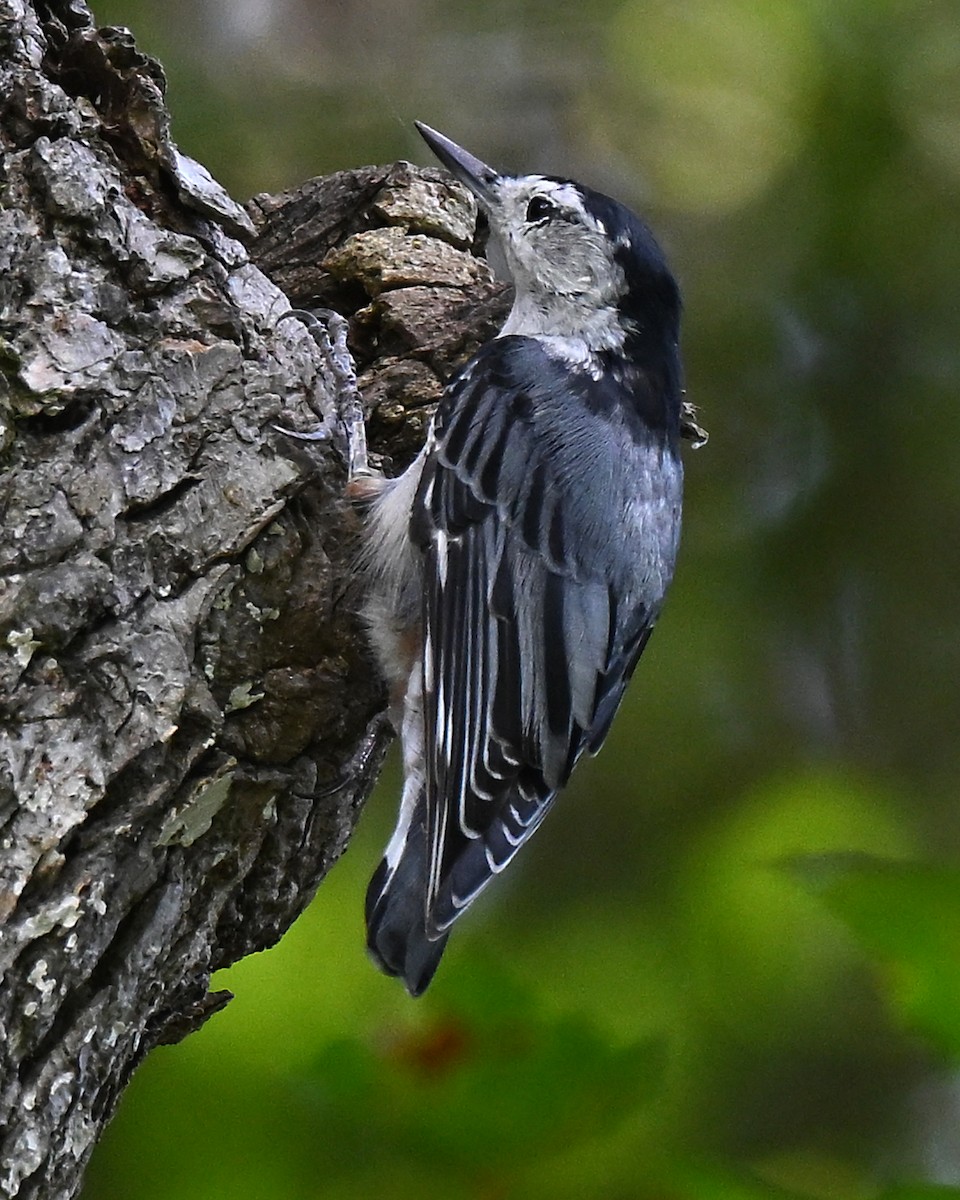 Weißbrustkleiber - ML639378474