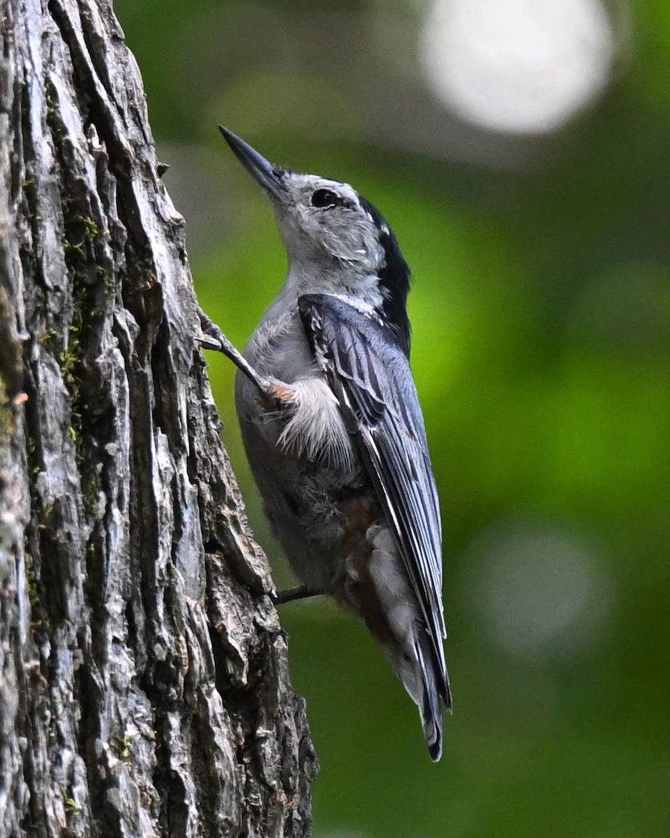 Weißbrustkleiber - ML639378475