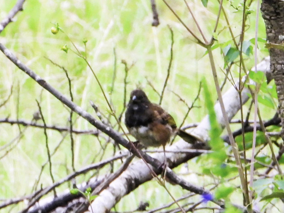 Spotted Towhee - ML639378653