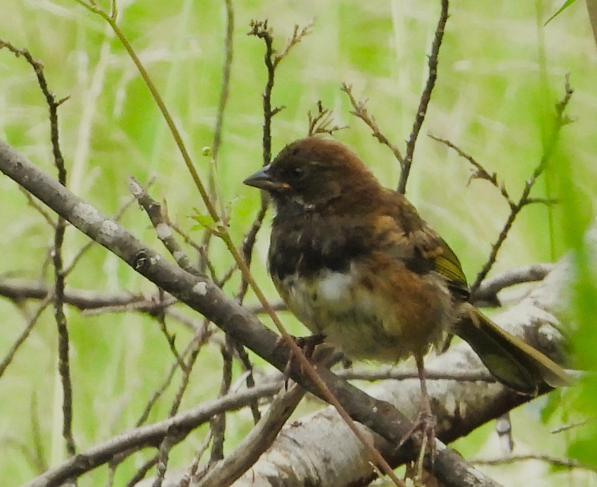 Spotted Towhee - ML639378654