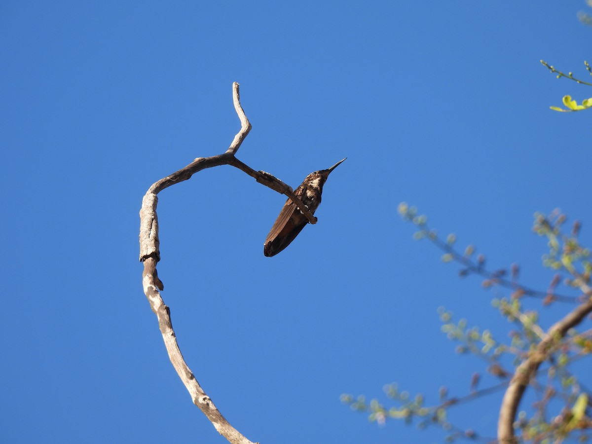Ruby-topaz Hummingbird - ML639378714