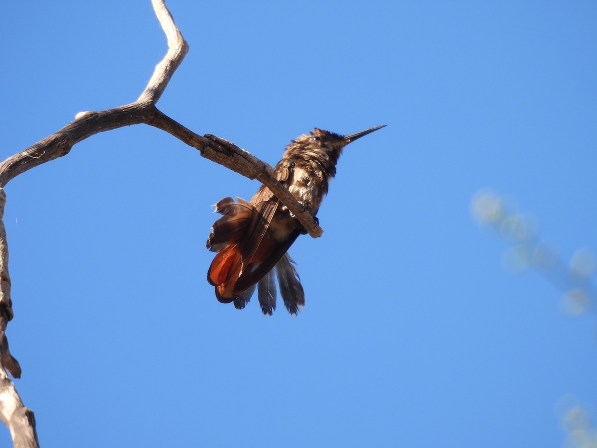Ruby-topaz Hummingbird - ML639378715