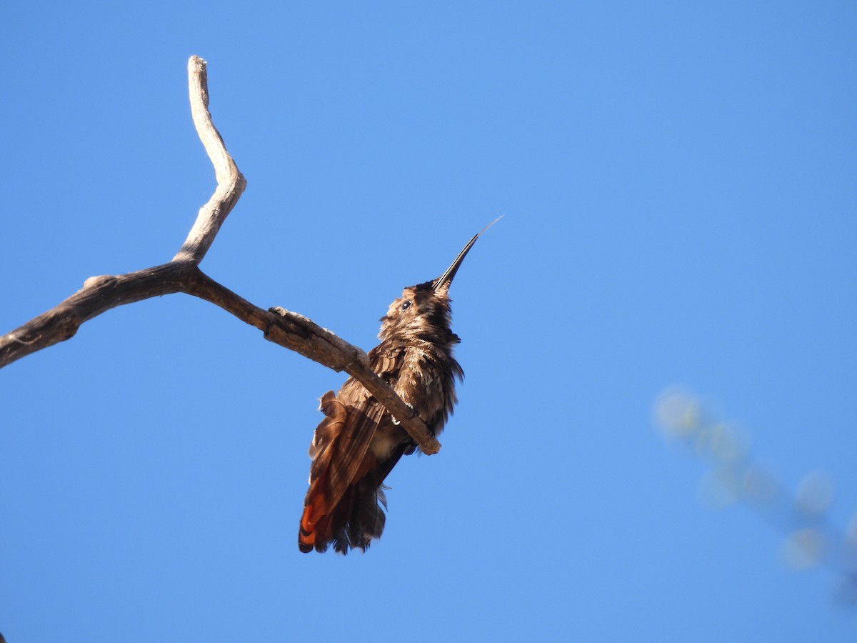 Ruby-topaz Hummingbird - ML639378717