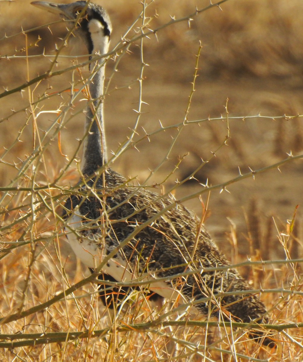 Hartlaub's Bustard - ML639378885