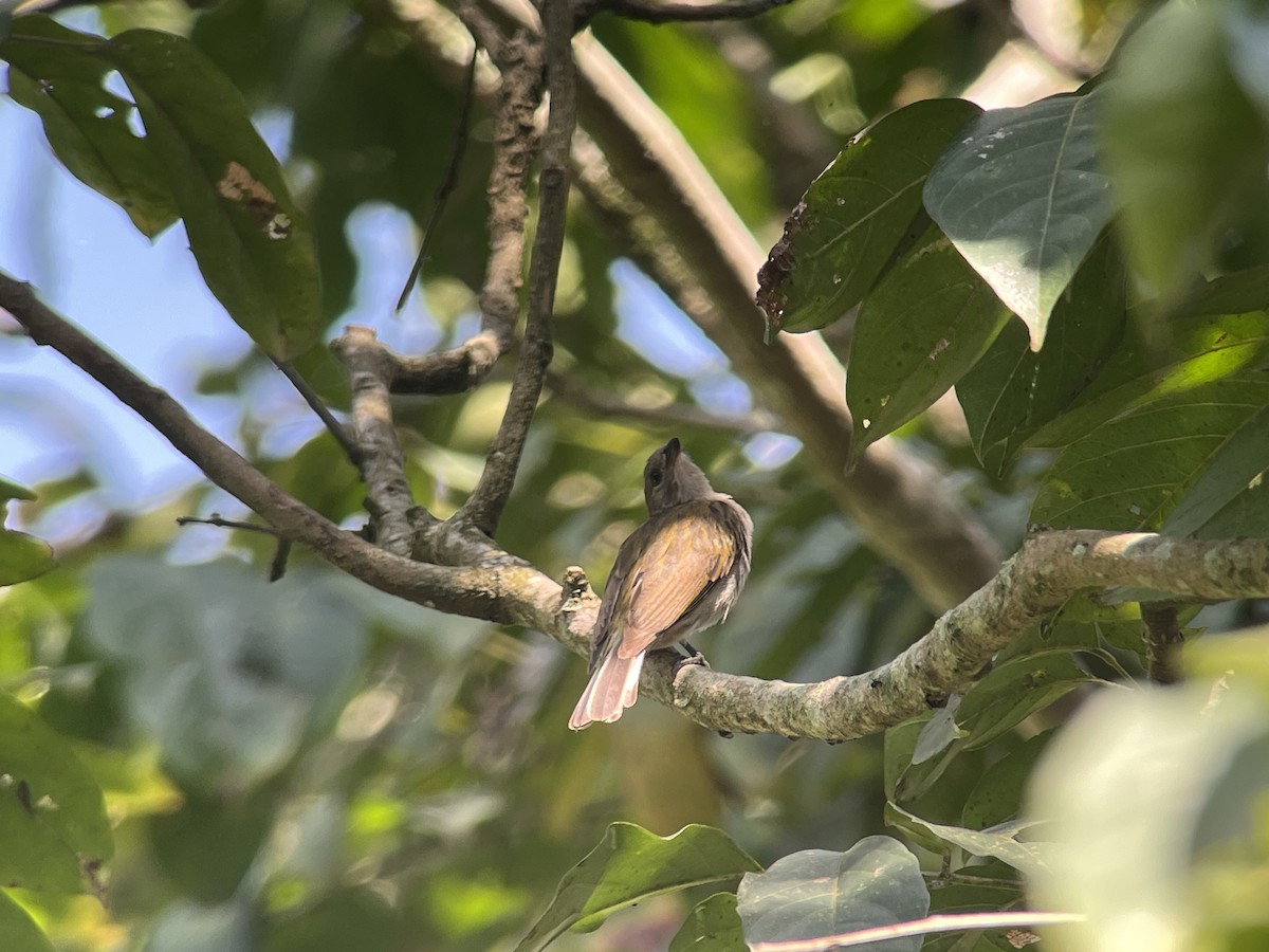 Lesser Honeyguide (Lesser) - ML639378886