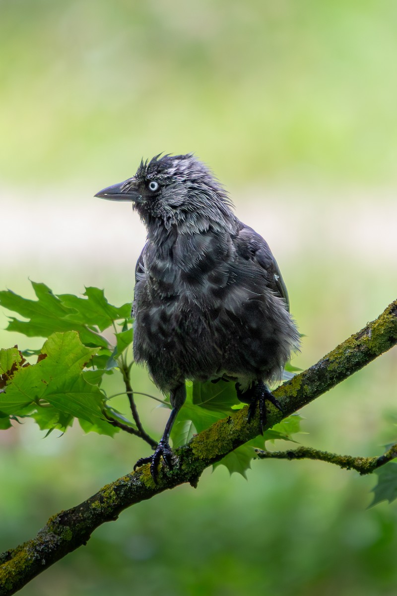 Eurasian Jackdaw - ML639378945