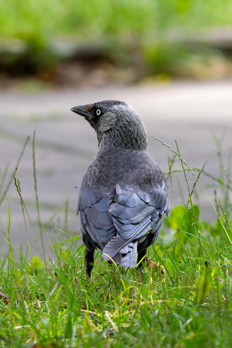 Eurasian Jackdaw - ML639378946