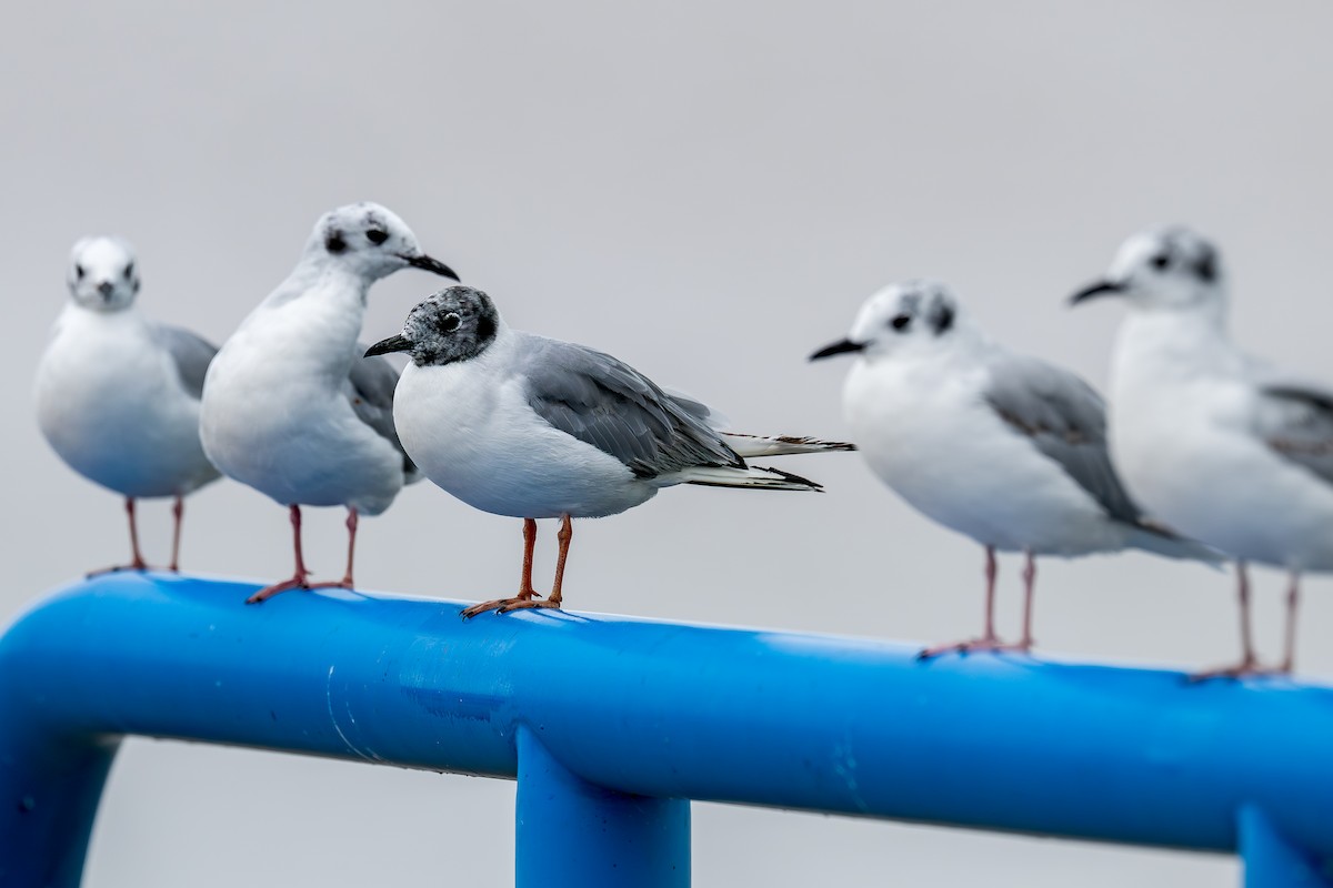Bonaparte's Gull - ML639378987