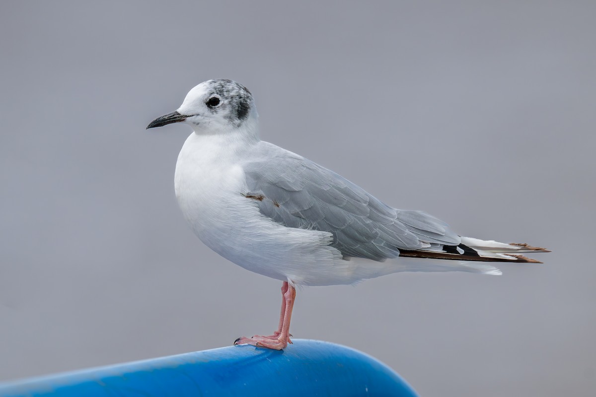 Bonaparte's Gull - ML639378988