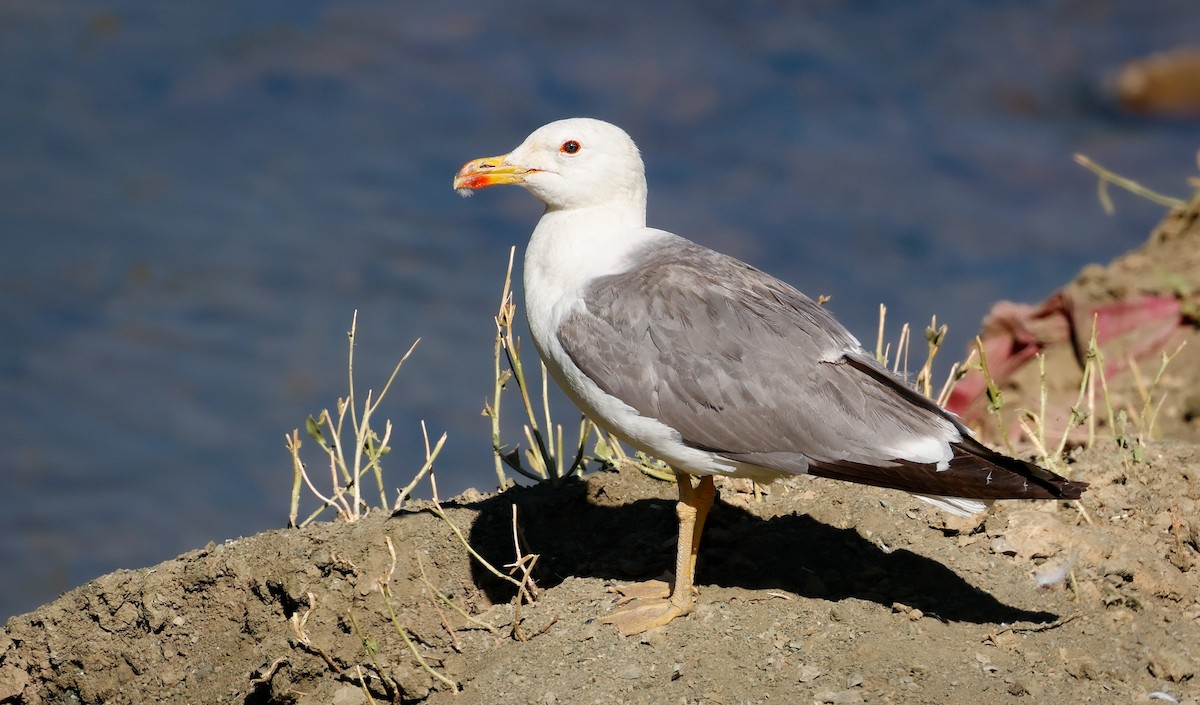 Армянская чайка - ML639379225