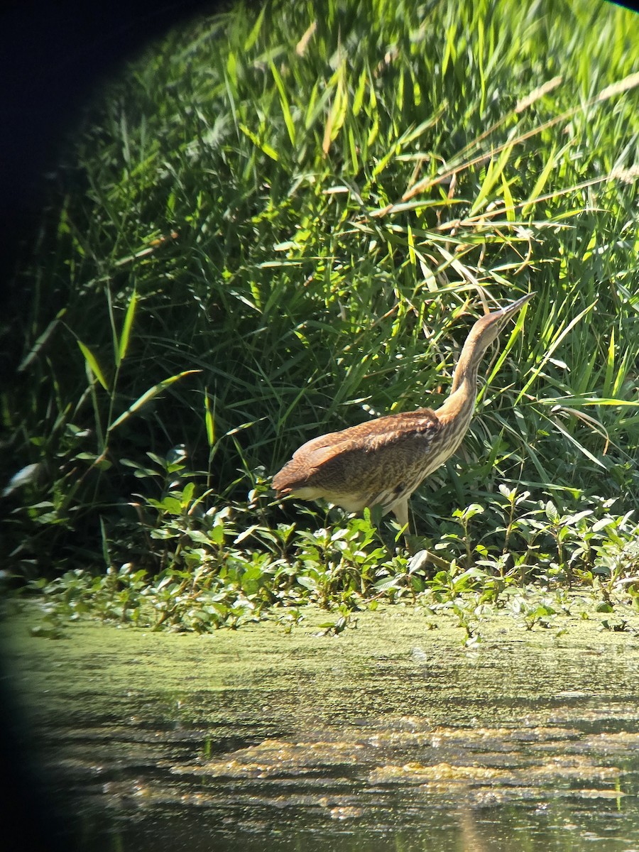 American Bittern - ML639379295