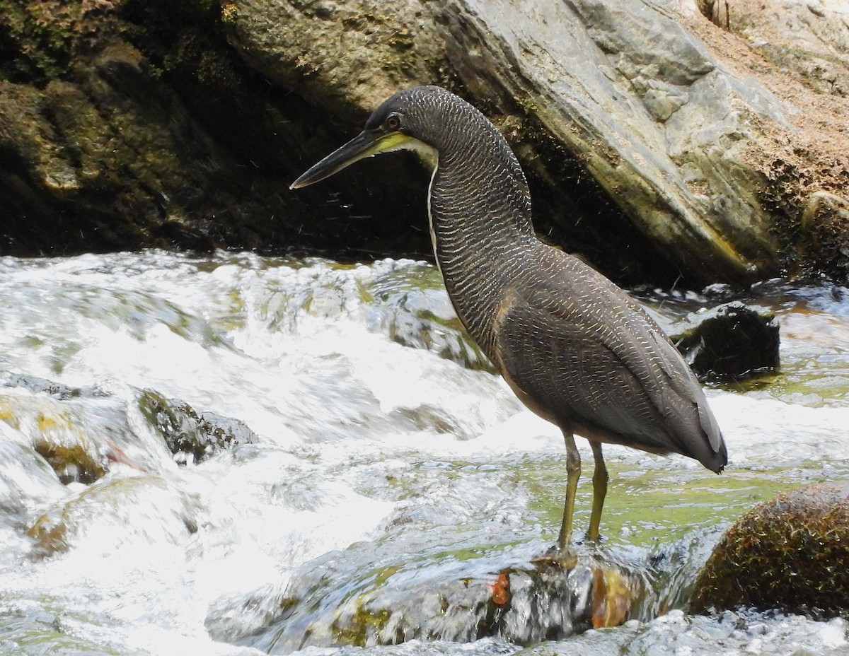 Fasciated Tiger-Heron - ML639379341
