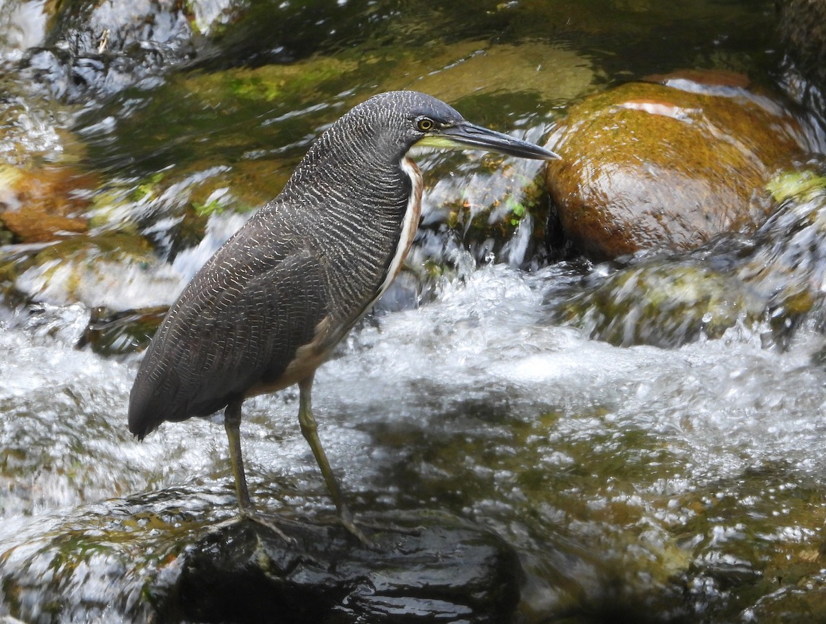 Fasciated Tiger-Heron - ML639379373