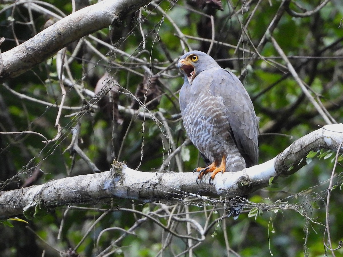 Roadside Hawk (Northern) - ML639379389