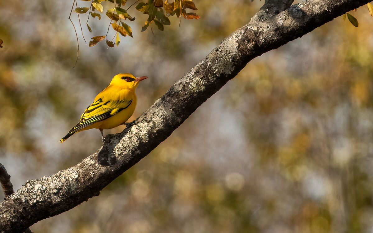 African Golden Oriole - ML639379434