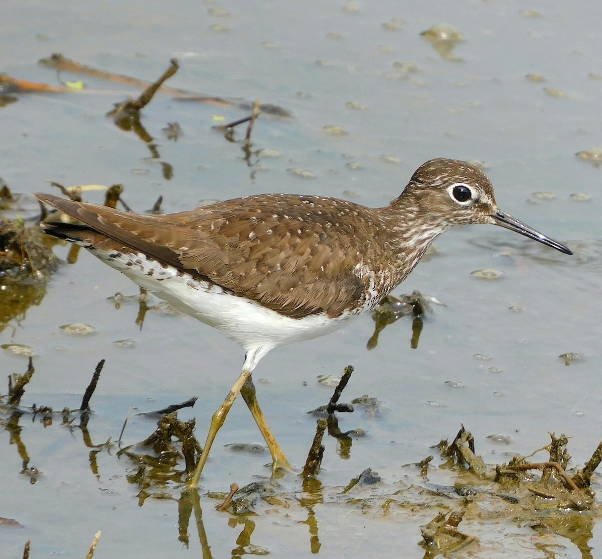 Solitary Sandpiper - ML639379520
