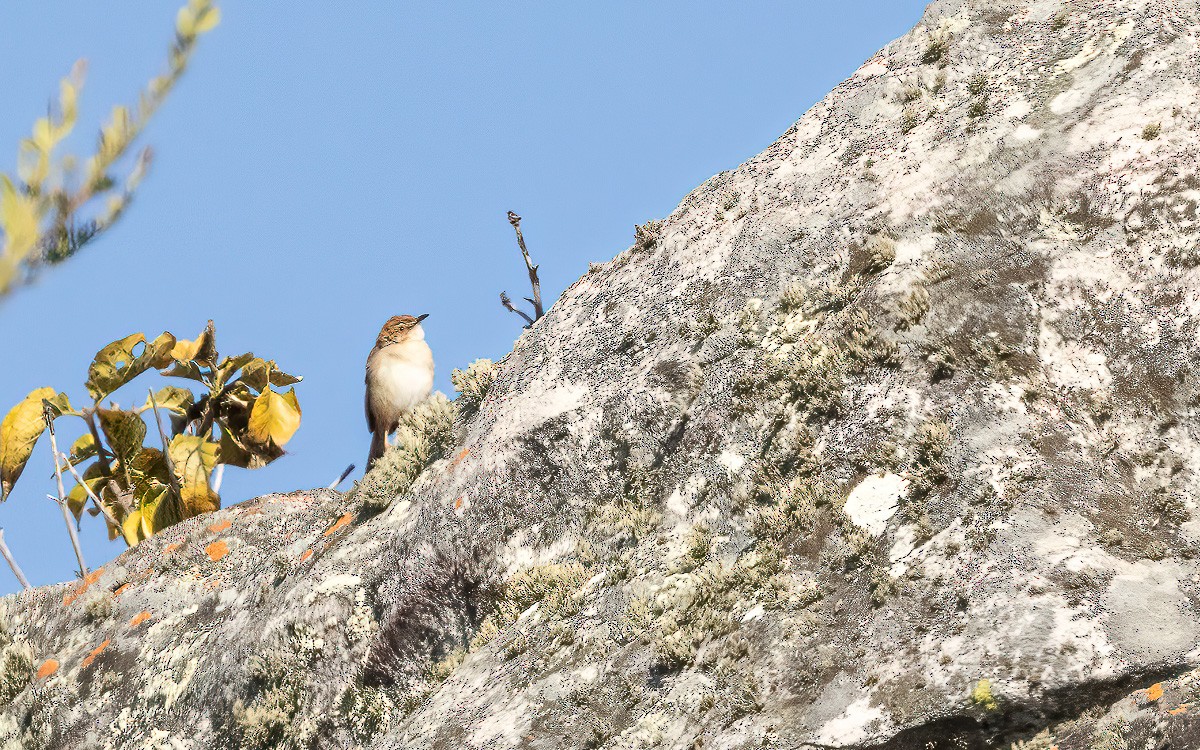 Tinkling Cisticola - ML639379606