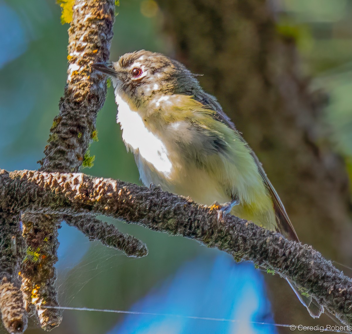 Cassin's Vireo - ML639379703
