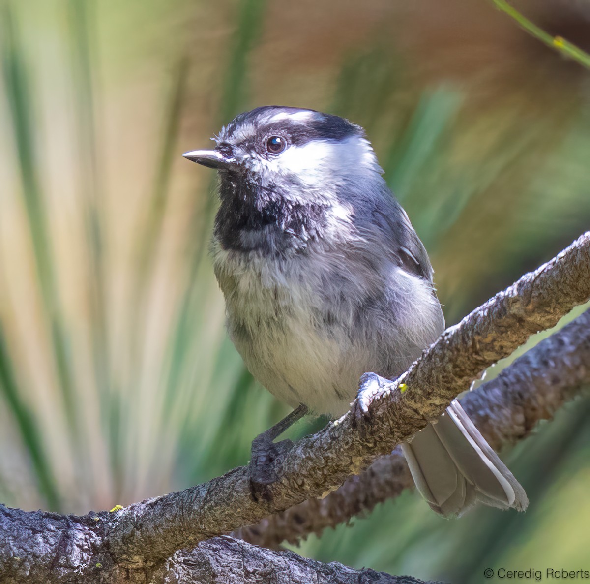 Mountain Chickadee - ML639379705