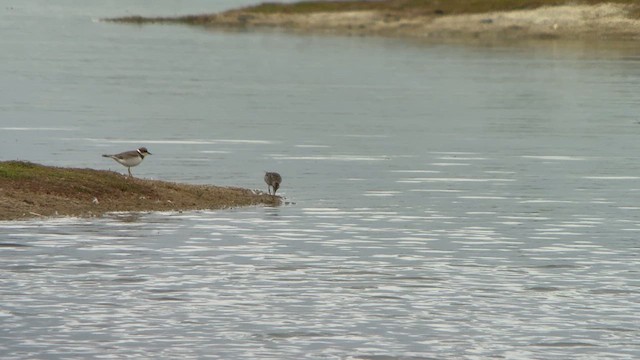 bonapartesnipe - ML639379708