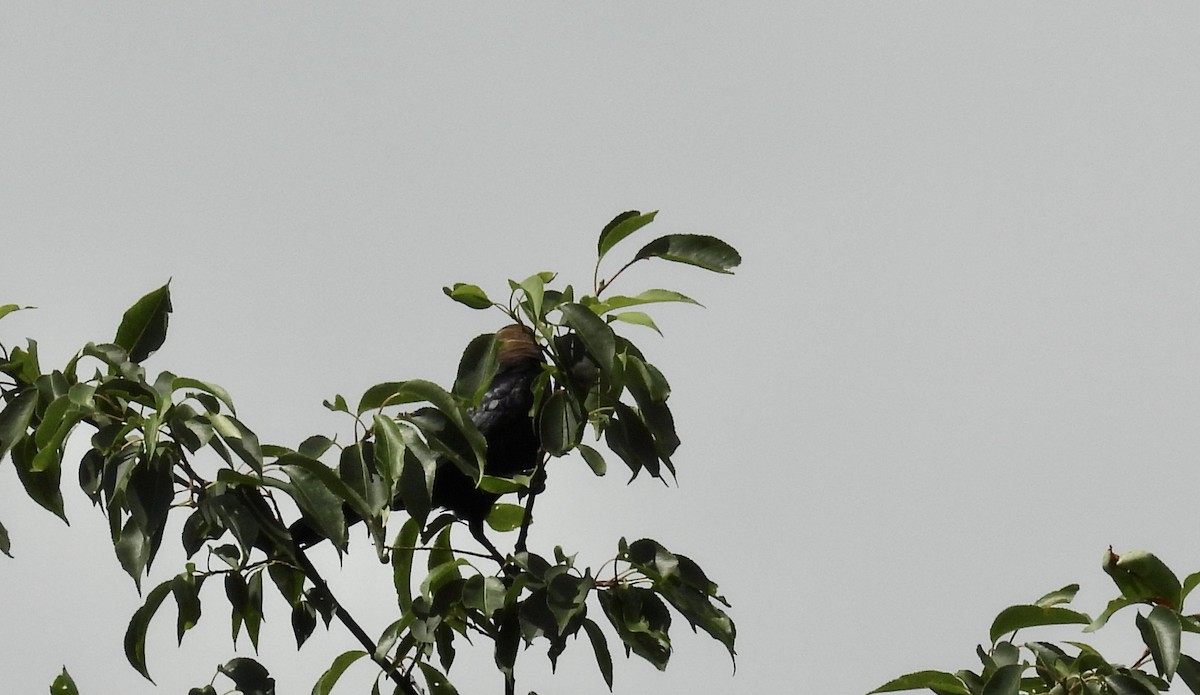 Bobolink - ML639379810