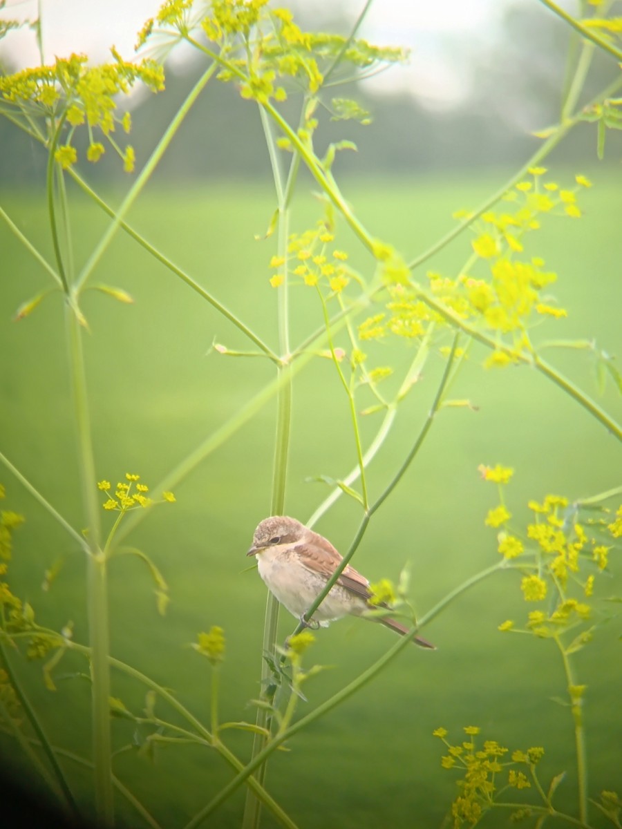 Red-backed Shrike - ML639379850