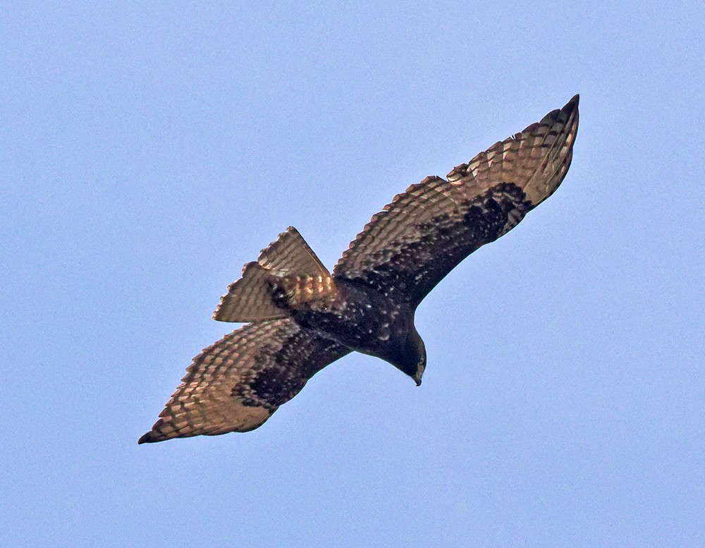 káně rudochvostá (ssp. harlani) - ML639379880