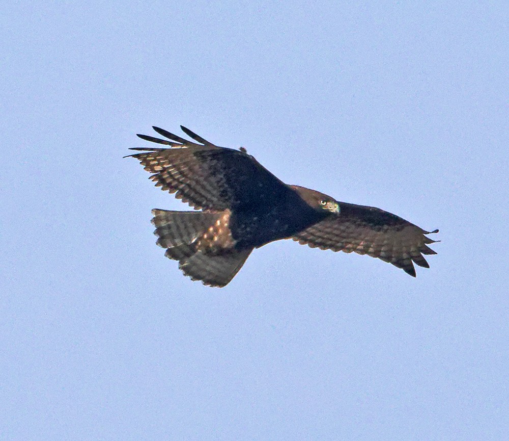 káně rudochvostá (ssp. harlani) - ML639379881