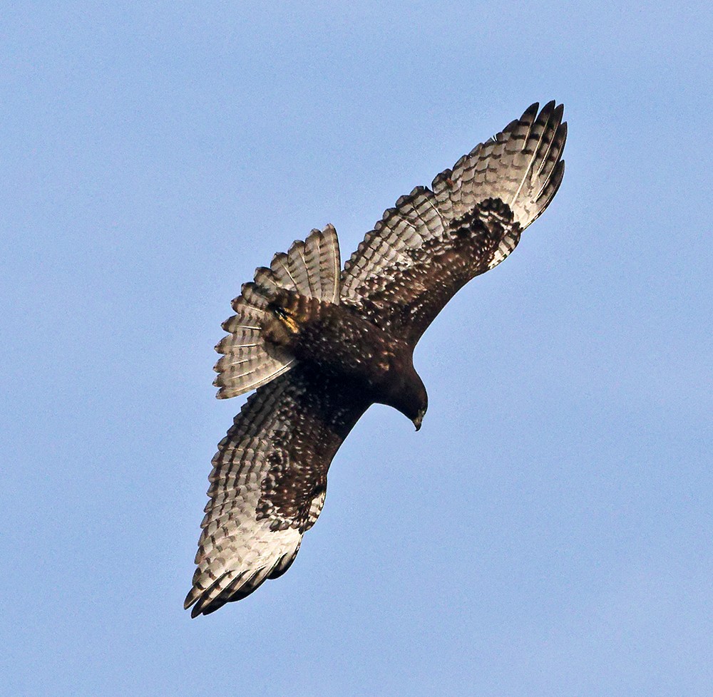 káně rudochvostá (ssp. harlani) - ML639379882
