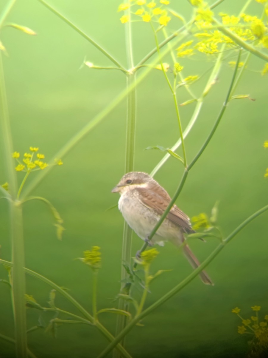 Red-backed Shrike - ML639379893