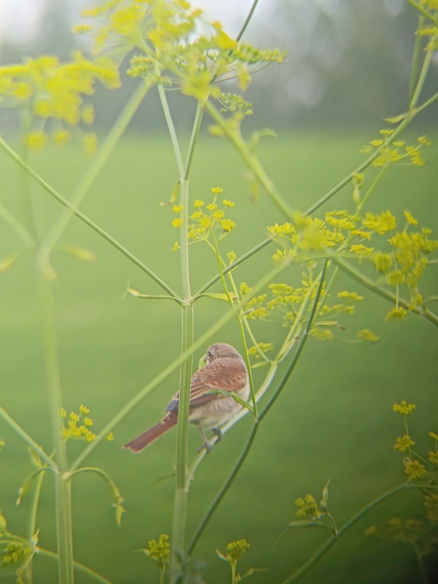 Red-backed Shrike - ML639379919