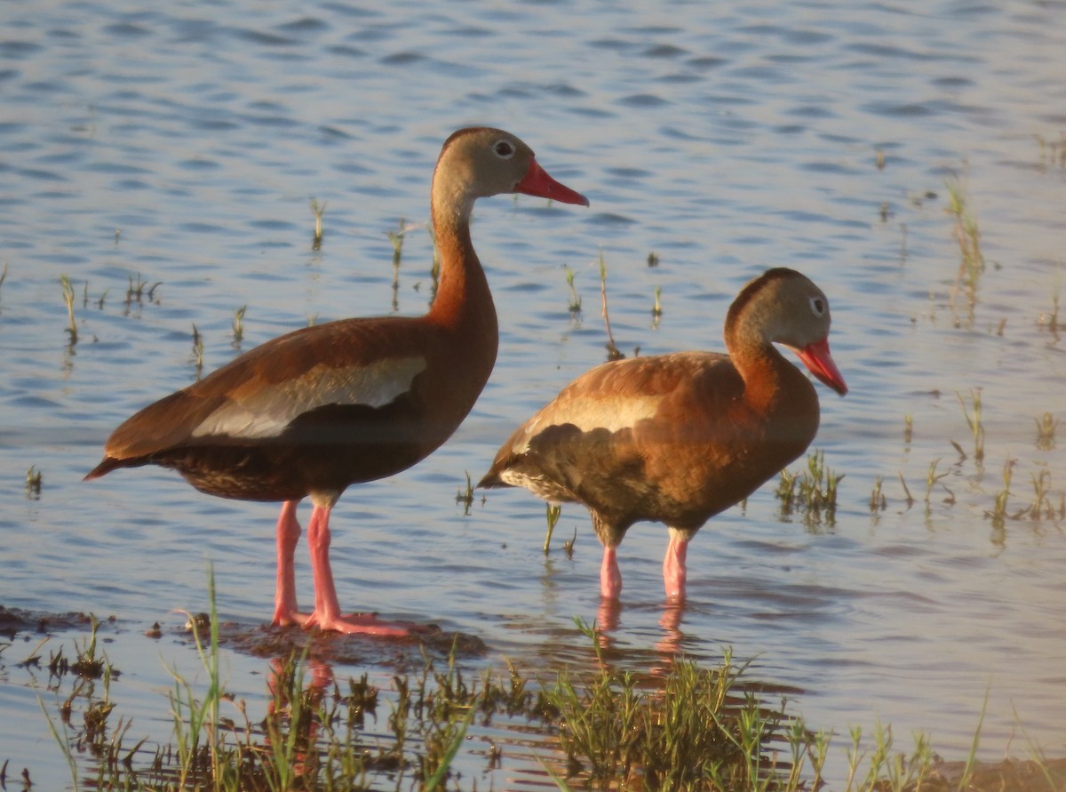Black-bellied Whistling-Duck - ML639379958