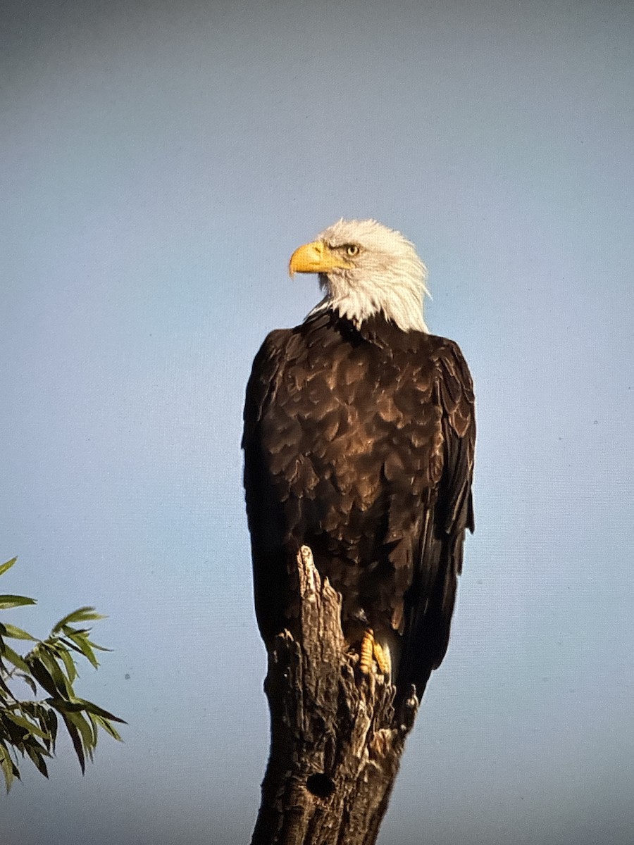 Bald Eagle - ML639379963