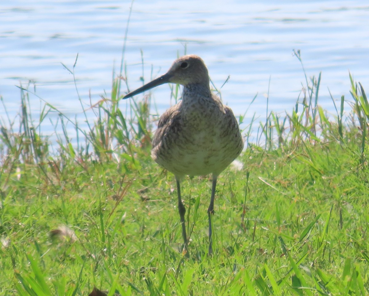 Willet - ML639379974
