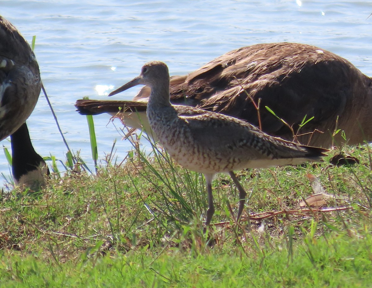 Willet - ML639379975