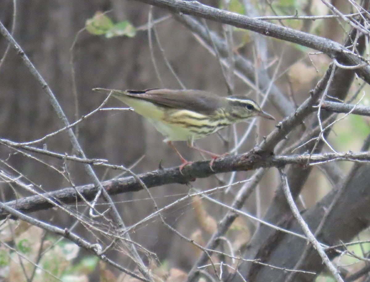Louisiana Waterthrush - ML639380004
