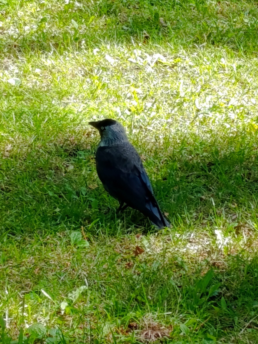Eurasian Jackdaw - ML639380113