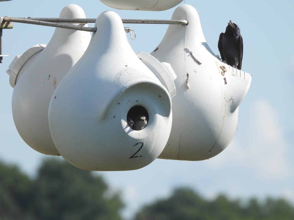Purple Martin - ML639380126