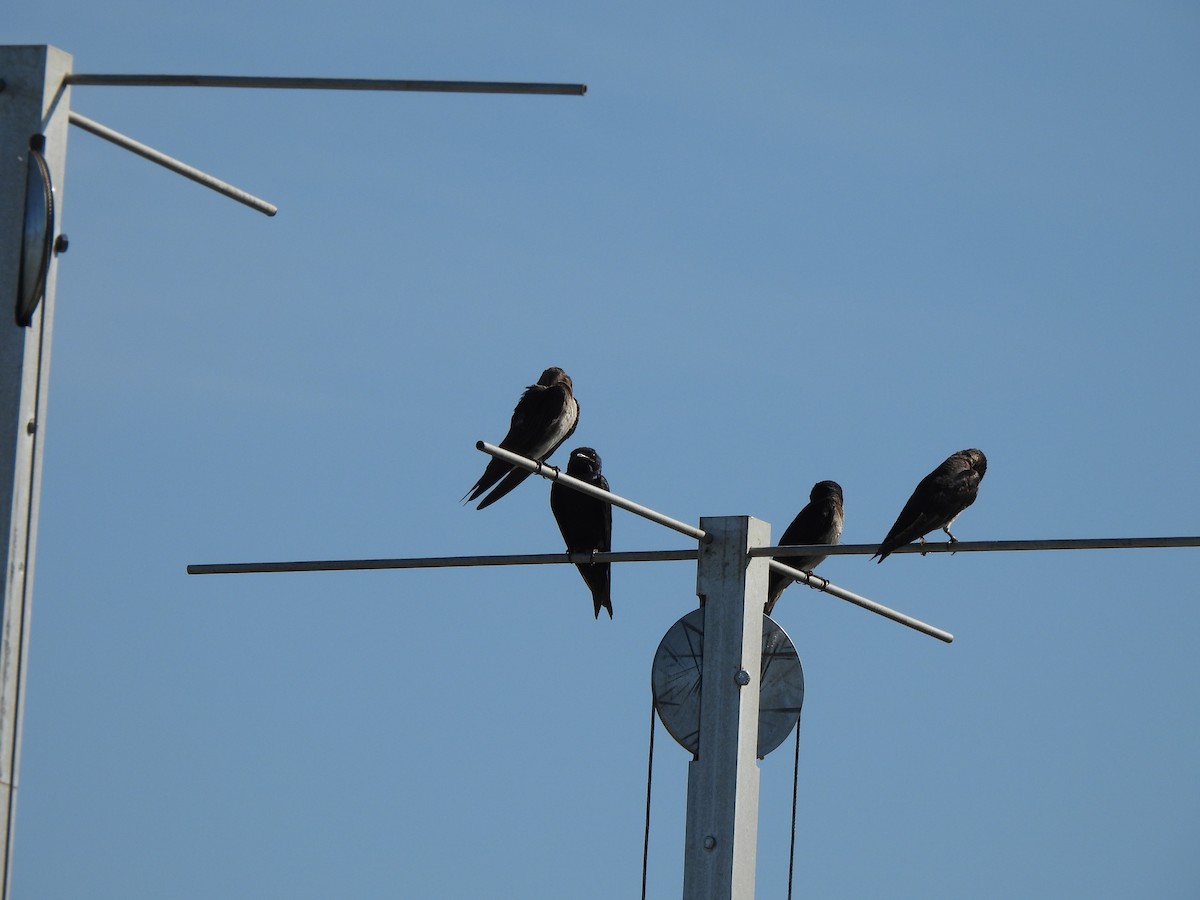 Purple Martin - ML639380127
