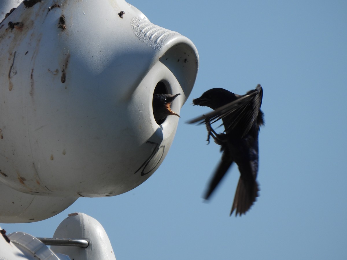 Purple Martin - ML639380128