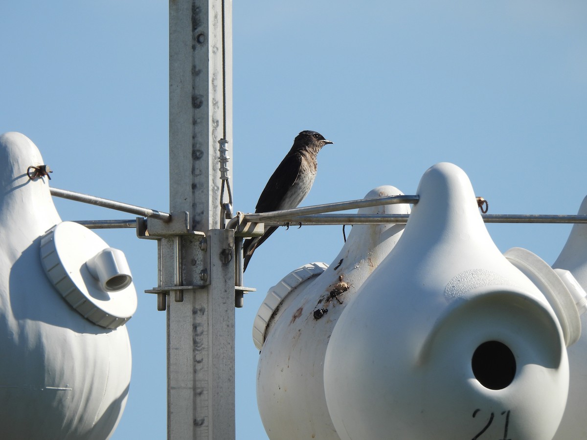 Purple Martin - ML639380129