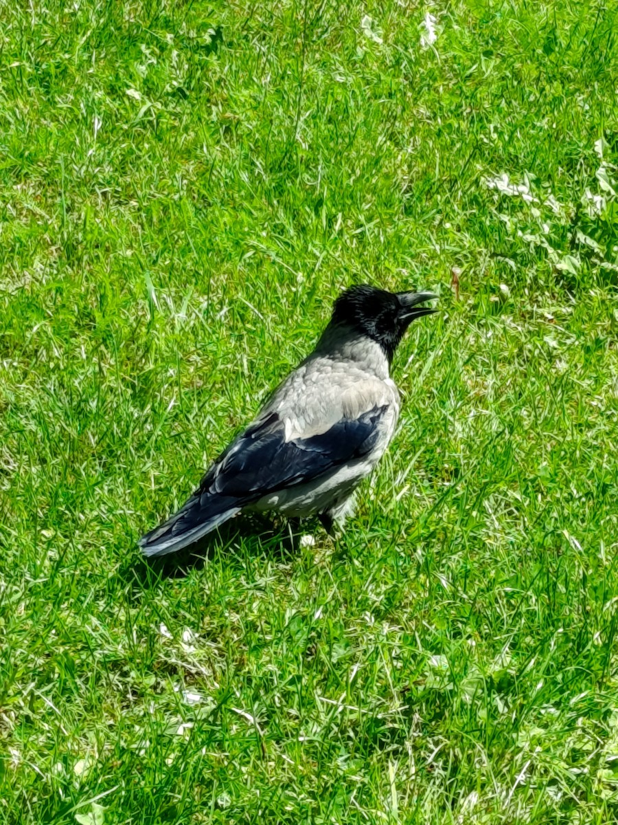 Hooded Crow - ML639380134