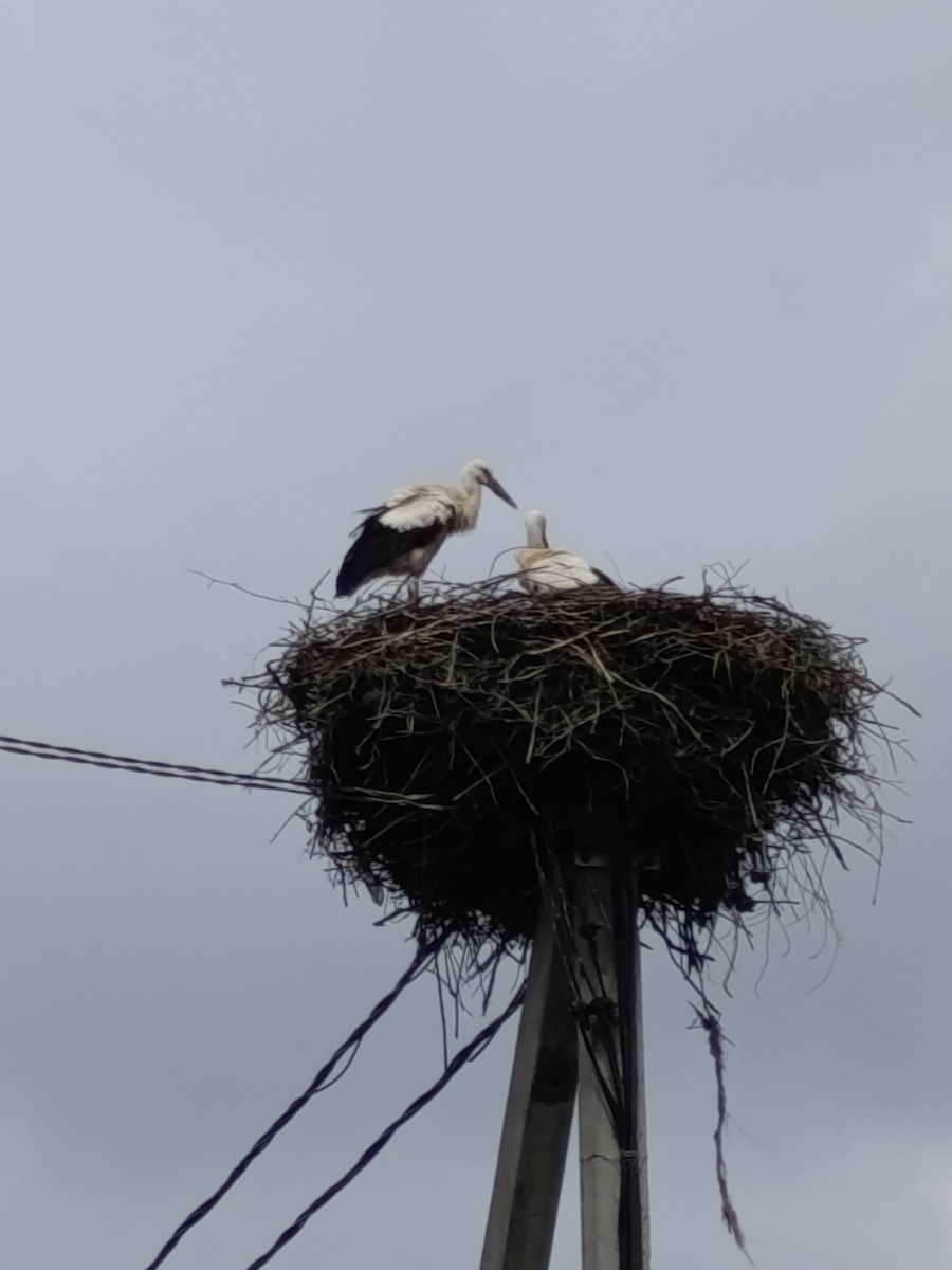 White Stork - ML639380188