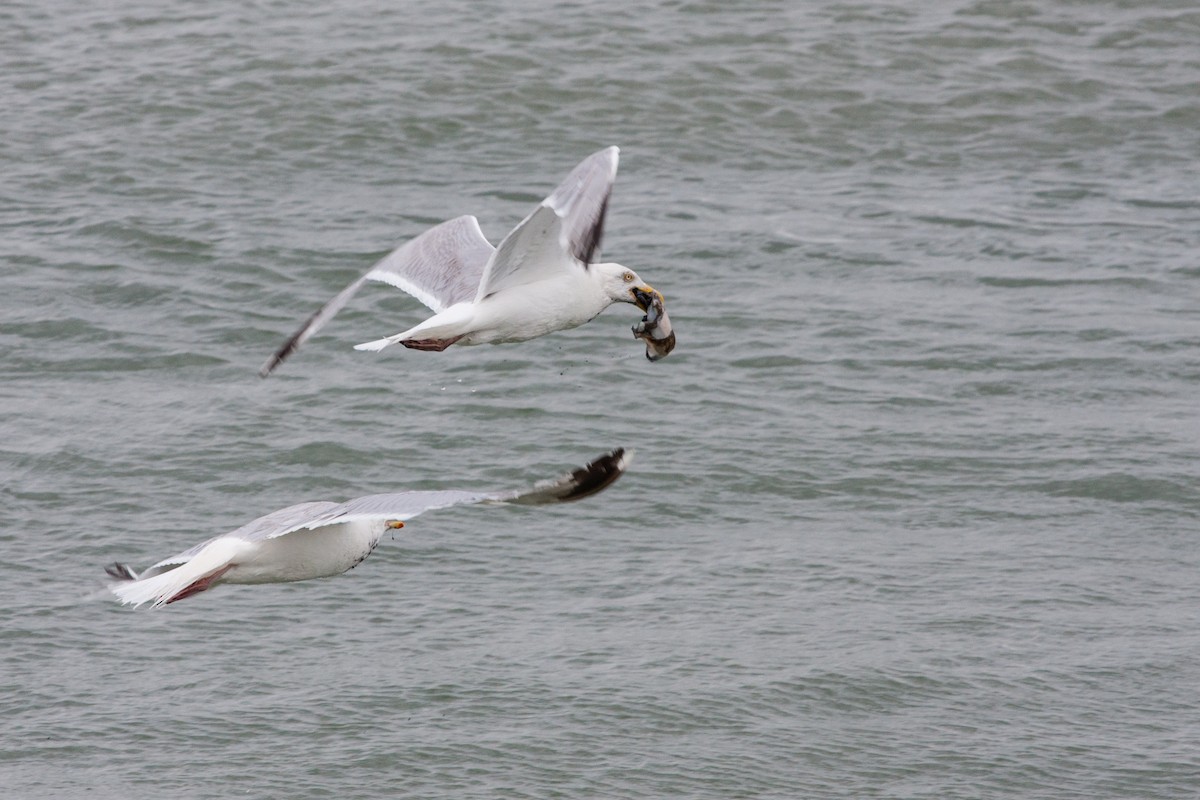 European Herring Gull - ML639380193